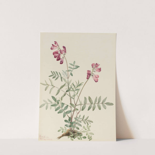 Northern Hedysarum (Hedysarum boreale) (1916) by Mary Vaux Walcott