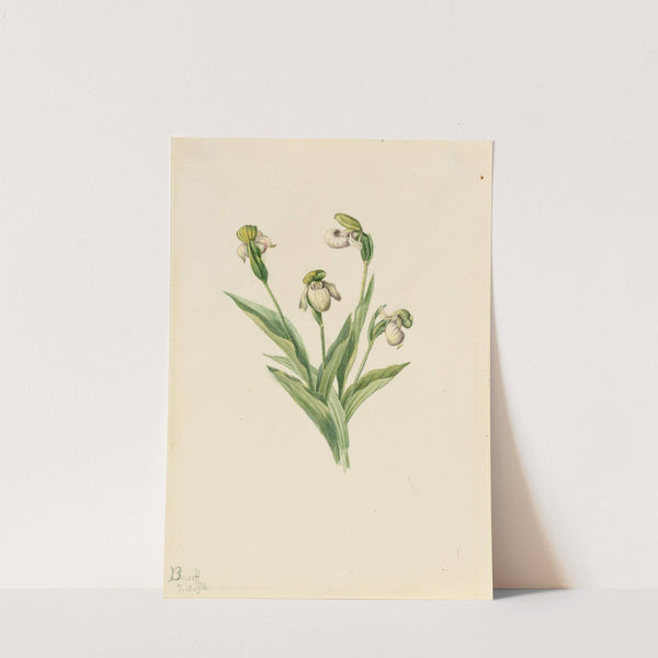 Northern Lady’s Slipper (Cypripedium passerinum) (1916) by Mary Vaux Walcott