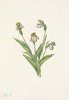 Northern Ladyslipper. Cypripedium passerinum (1925)
