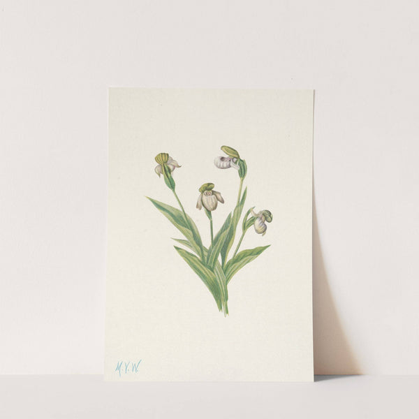 Northern Ladyslipper. Cypripedium passerinum (1925) by Mary Vaux Walcott