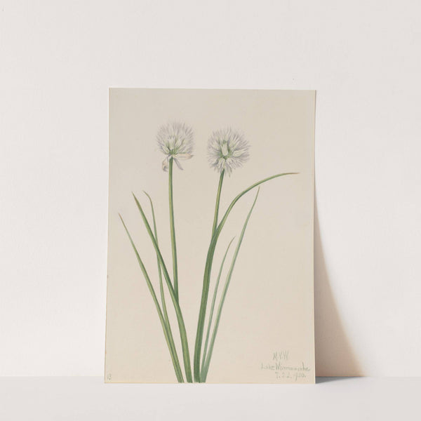 Northern Onion (Allium sibiricum) (1920) by Mary Vaux Walcott