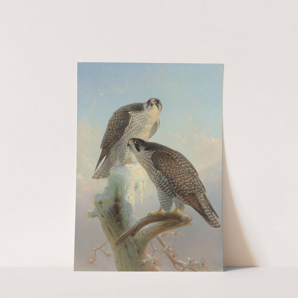 Norwegian gyrfalcon by Joseph Wolf