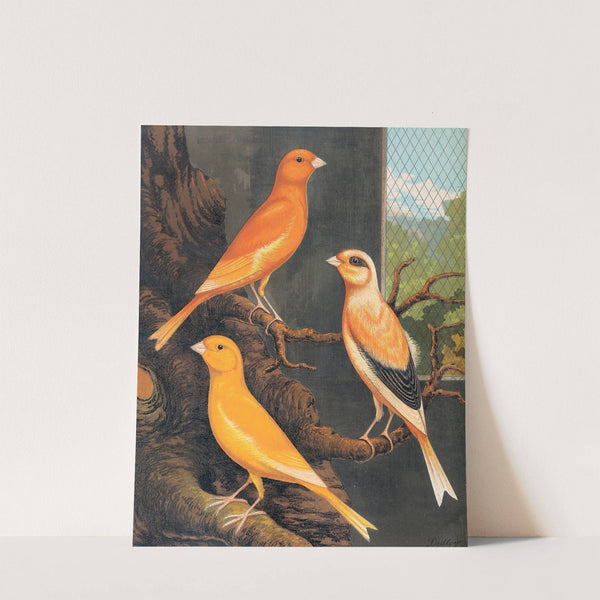 Norwich Canaries by W. A . Blakston