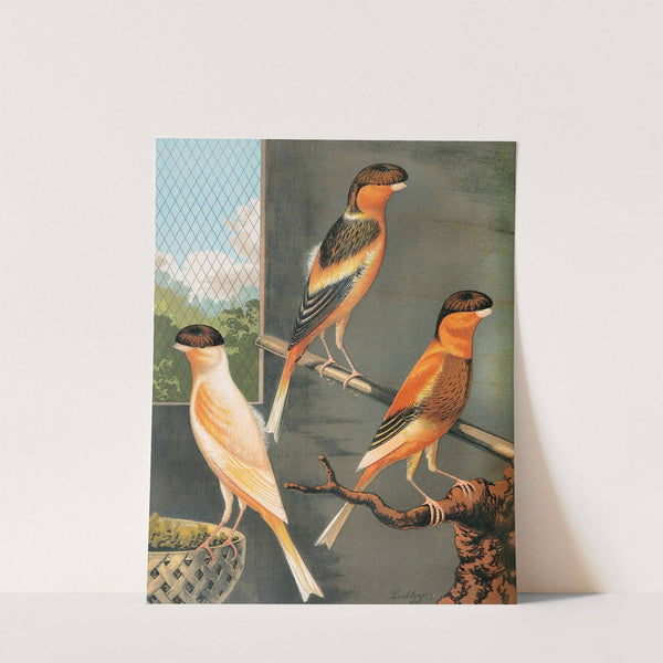 Norwich Canaries-Dark Crested Buff, Variegated Crested Buff And Yellow by W. A . Blakston