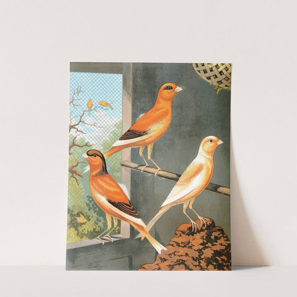 Norwich Canaries by W. A . Blakston