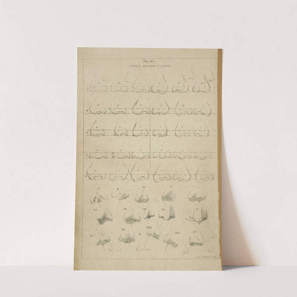 Noses - principle of proportion by John Rubens Smith