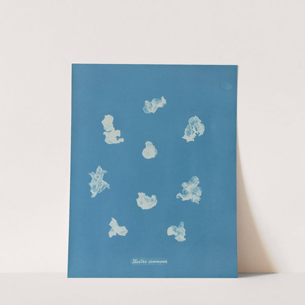 Nostoe commune by Anna Atkins