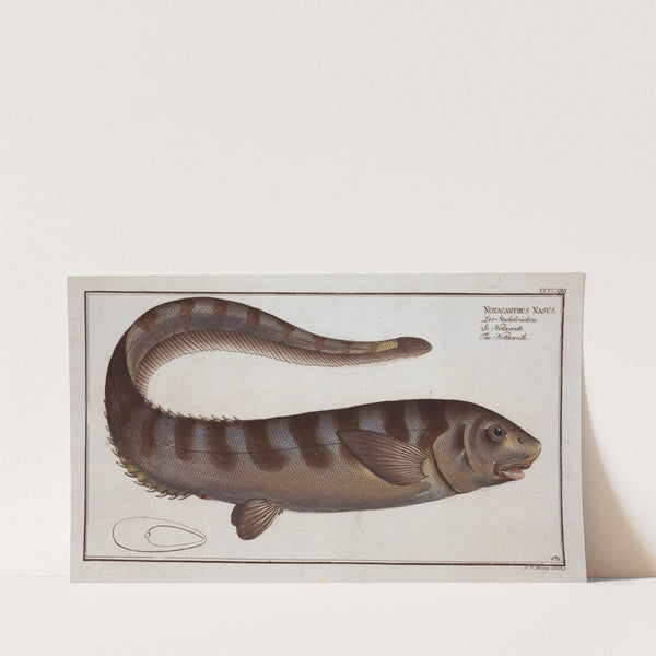 Notacanthus Nasus, The Notacanth. (1785-1797) by Marcus Elieser Bloch