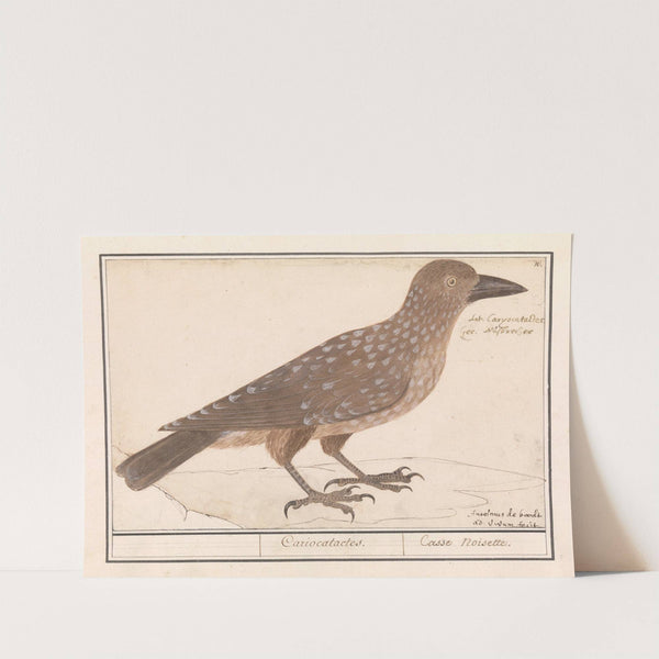 Notenkraker (Nucifraga caryocatactes) (1596-1610) by Anselmus Boëtius de Boodt