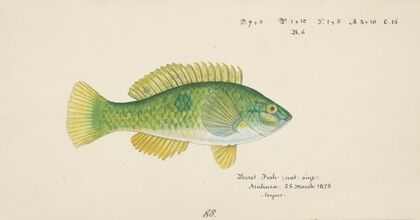 Notolabrus celidotus (NZ) : Wrasse
