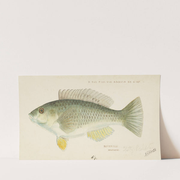 Notolabrus celidotus (NZ) : Wrasse by Frank Edward Clarke