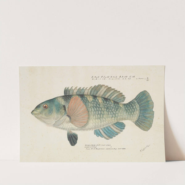 Notolabrus fuscula (NZ) : Wrasse by Frank Edward Clarke