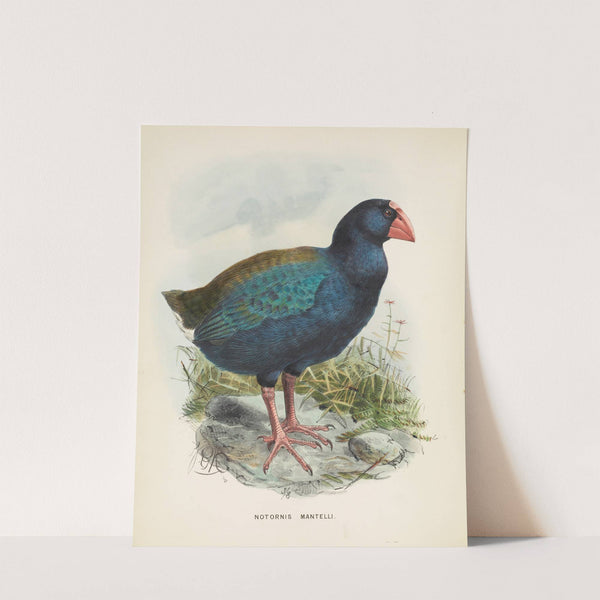 Notornis mantelli by John Gerrard Keulemans