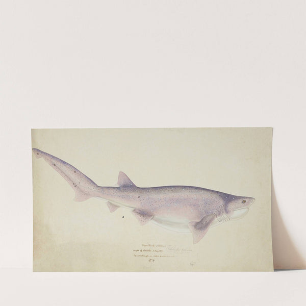 Notorynchus cepedianus (NZ) : Broadsnouted seven-gill shark (1877) by Frank Edward Clarke