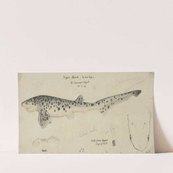 Notorynchus cepedianus (Tas): Broad seven-gill shark (before 1870) by Frank Edward Clarke