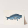 Novacula, The Blue Fish. by Mark Catesby