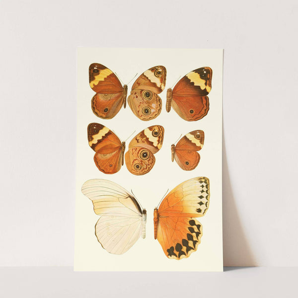 Novitates zoologicae pl 2 by Lionel Walter Rothschild