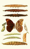 Novitates zoologicae pl 3