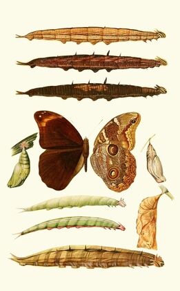 Novitates zoologicae pl 3