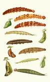 Novitates zoologicae pl 4