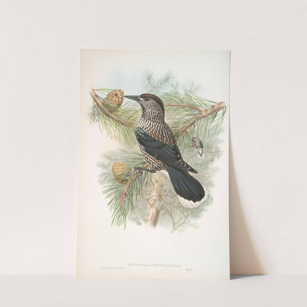 Nucifraga caryocatactes. Nutcracker. (1862-1873) by John Gould