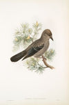 Nucifraga caryocatactes. Young. Nutcracker. (1862-1873)