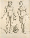Nude male with an apple in his left hand, and a modest female