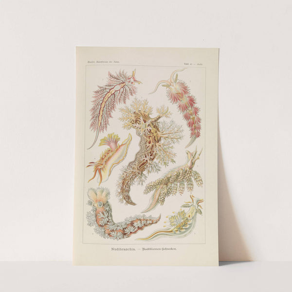 Nudibranchia. - Nacktkiemen-Schnecken by Ernst Haeckel