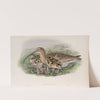 Numenius arquata. Curlew. (1862-1873) by John Gould