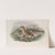Numenius arquata. Curlew. (1862-1873) by John Gould