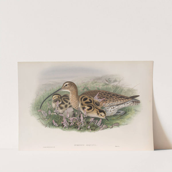 Numenius arquata. Curlew. (1862-1873) by John Gould