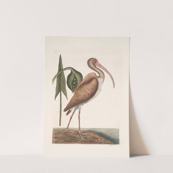 Numenius fuscus, The Brown Curlew. by Mark Catesby