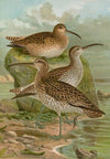 Numenius phaeopus, Numenius tenuirostris Vieill