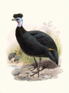 Numida cristata.