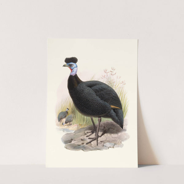 Numida cristata. by Joseph Smit