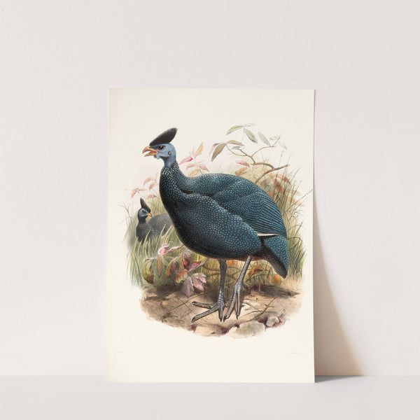 Numida plumifera. by Joseph Smit