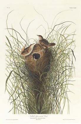 Nutalls lesser-marsh wren