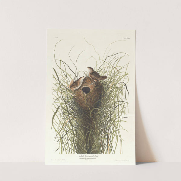 Nutalls lesser-marsh wren by John James Audubon