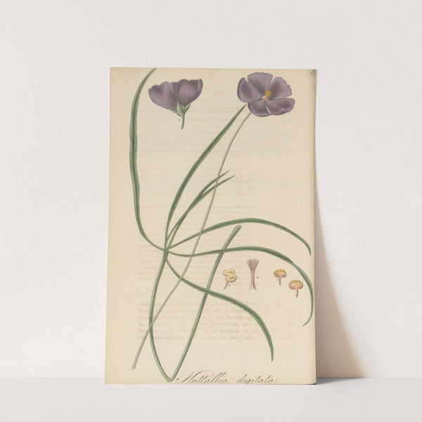 Nuttallia digitata by William Jackson Hooker