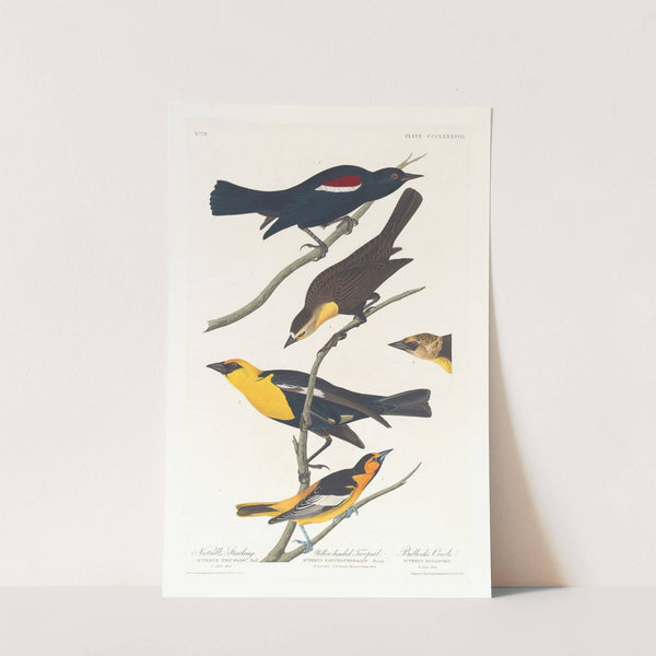 Nuttall's starling. Yellow-headed troopial. Bullock's oriole by John James Audubon