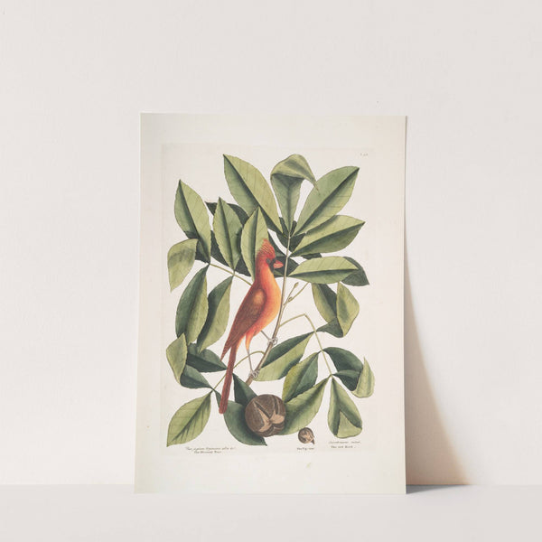 Nux juglans Virginiana alba &c., The Hiccory Tree; The Pig-nut; Coccothraustes ruber, The red Bird. by Mark Catesby