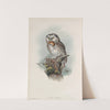 Nyctale tengmalmi. Tengmalm’s Owl. (1862-1873) by John Gould