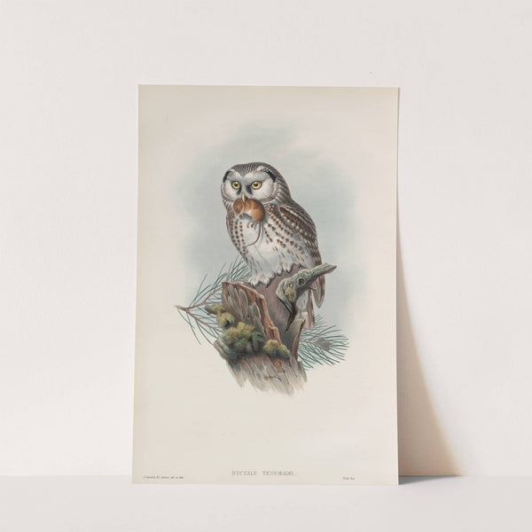 Nyctale tengmalmi. Tengmalm’s Owl. (1862-1873) by John Gould
