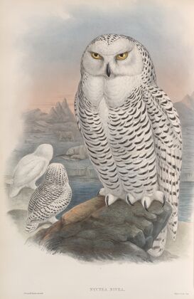 Nyctea nivea. Snowy Owl. (1862-1873)