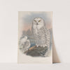 Nyctea nivea. Snowy Owl. (1862-1873) by John Gould
