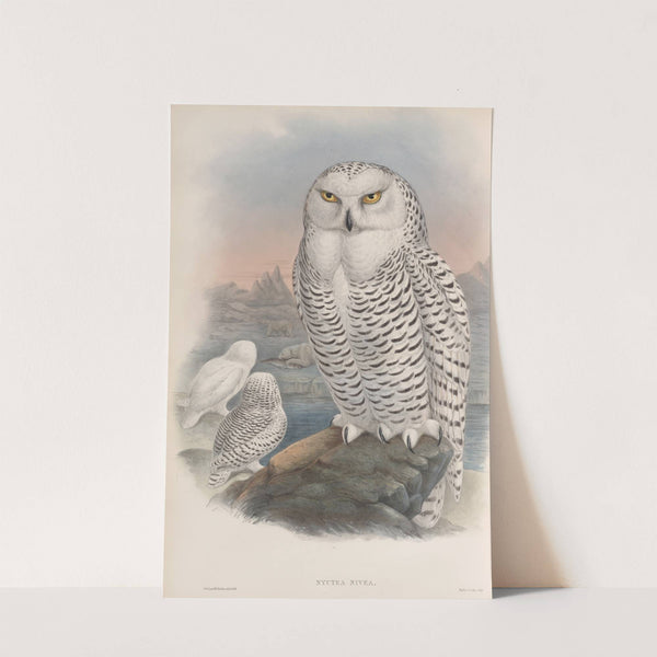 Nyctea nivea. Snowy Owl. (1862-1873) by John Gould