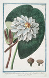 Nymphae alba major – Nenufari, e Ninefa-ea bianca – Nenufar. (White water-lily)