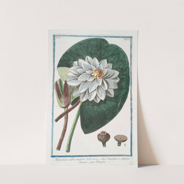 Nymphae alba major - Nenufari, e Ninefa-ea bianca - Nenufar. (White water-lily) by Giorgio Bonelli