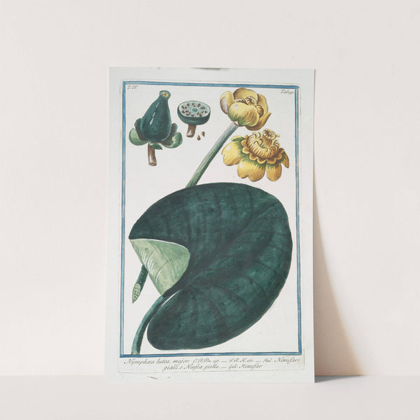 Nymphaea major - Nenufari gialli, e Ninfea gialla - Nenufar. (Water-lillies) by Giorgio Bonelli