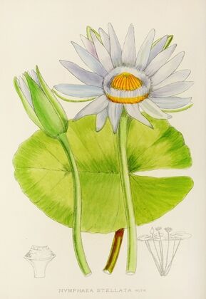 Nymphaea Stellata